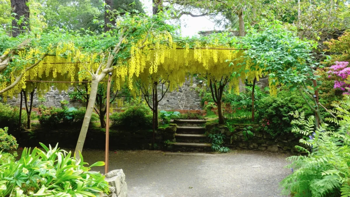 Štědřenec odvislý roste vedle dalších rostlin.