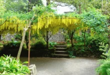 Štědřenec odvislý roste vedle dalších rostlin.