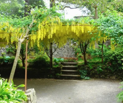 Štědřenec odvislý roste vedle dalších rostlin.