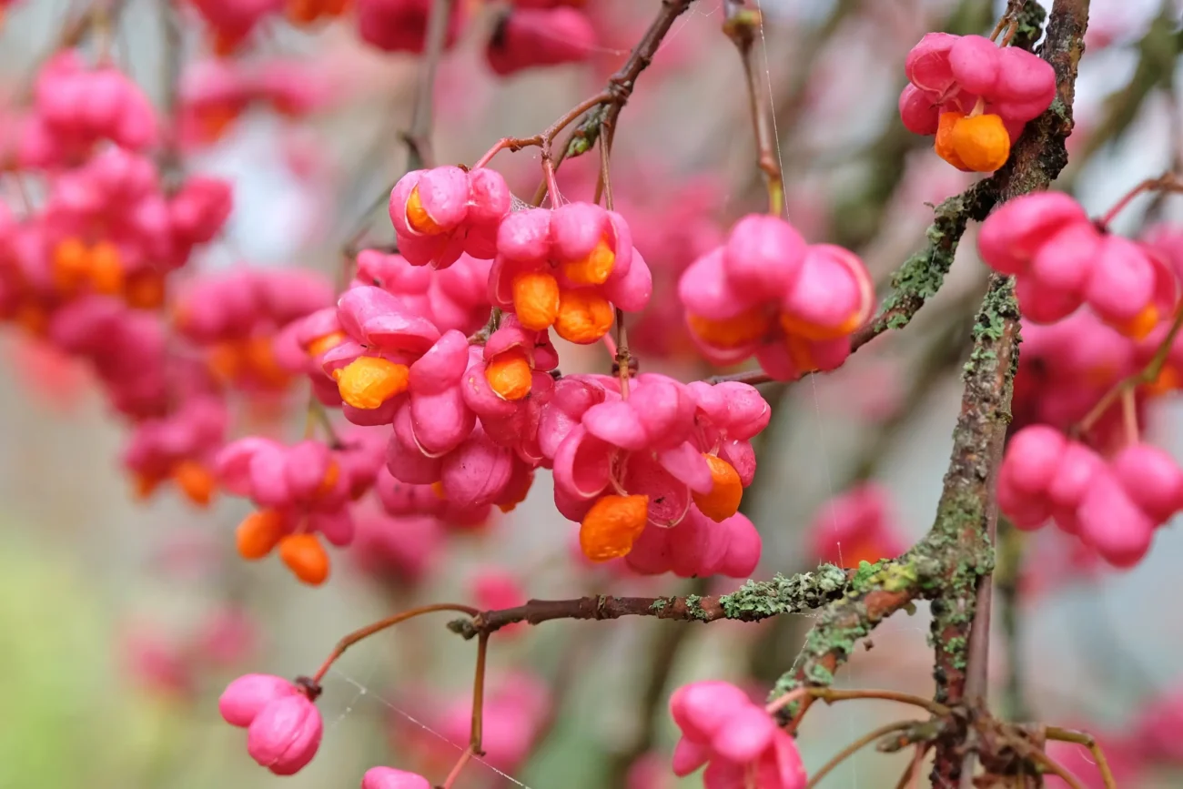 Brslen evropský kvete.