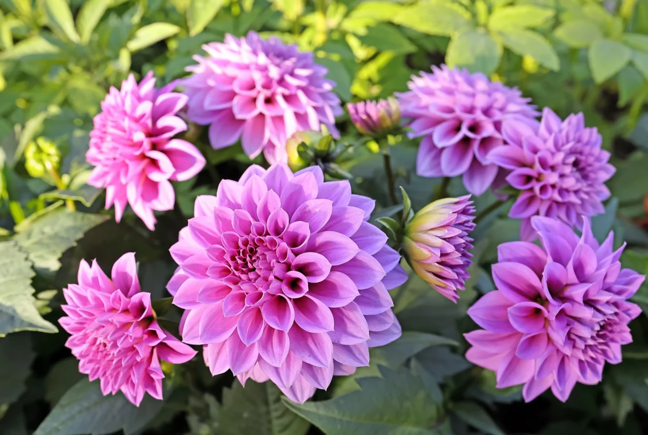 shutterstock_2616563017-2 | TVGURU.cz Kvetoucí jiřiny