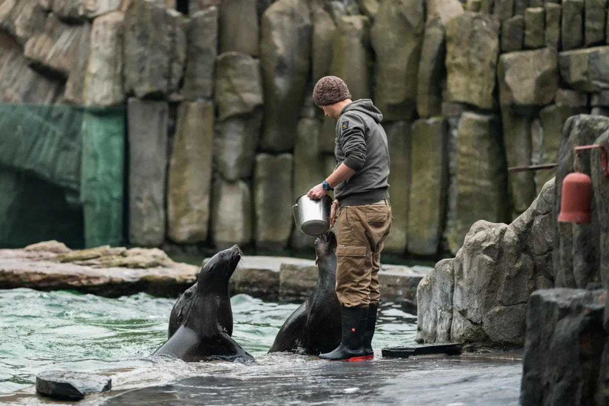 Muž krmí lachtany v ZOO