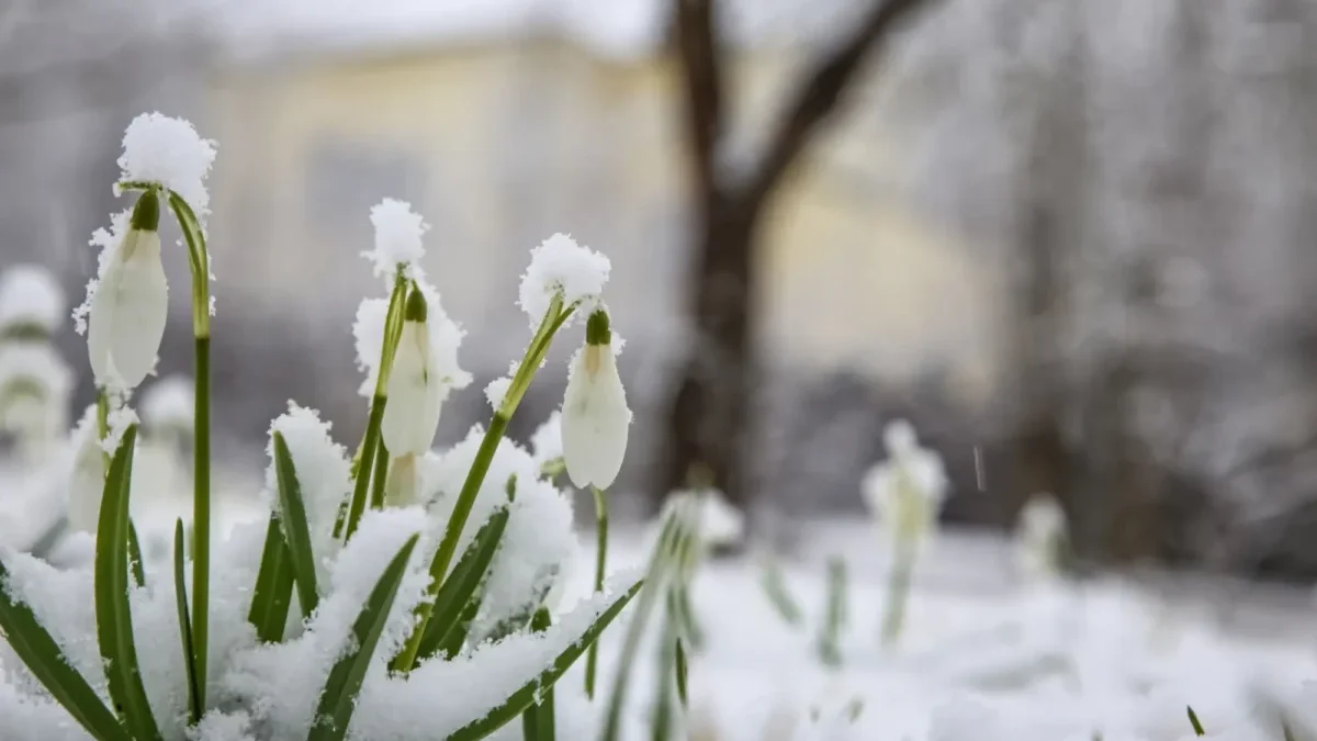 Únor bílý, pole sílí...