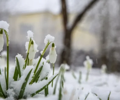 Únor bílý, pole sílí...