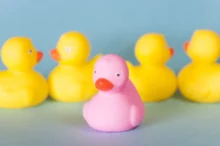 Růžová kačenka vyčnívá mezi žlutými.