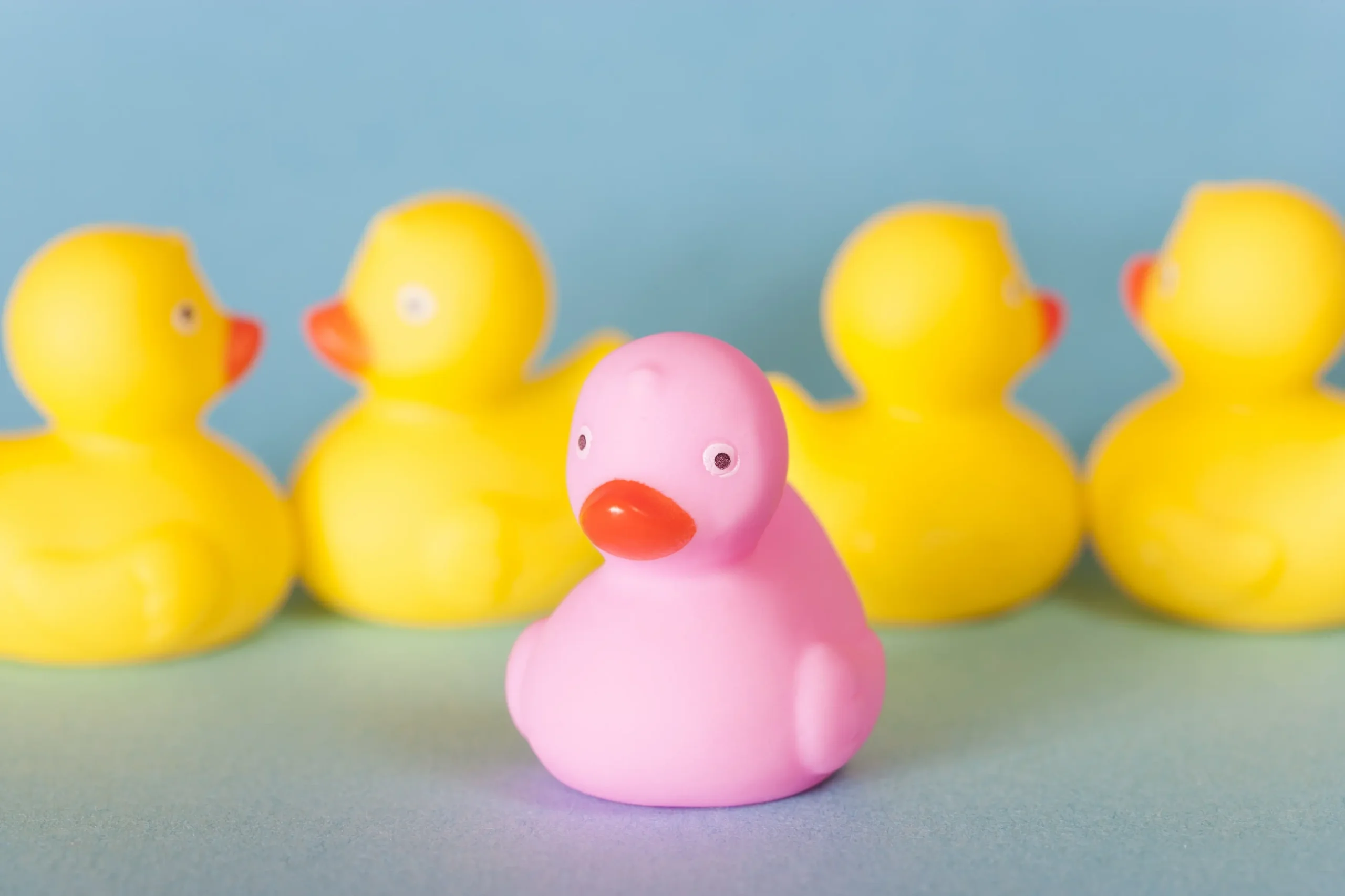 Růžová kačenka vyčnívá mezi žlutými.