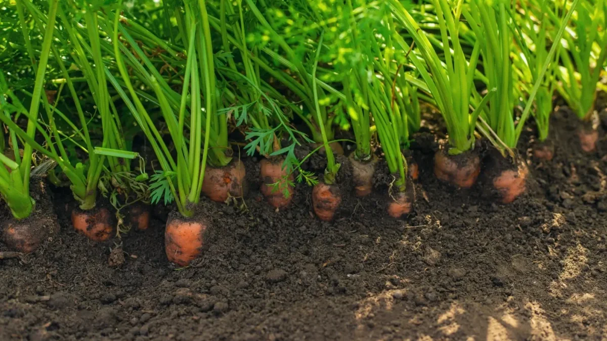 Také vyhazujete mrkvovou nať? Děláte chybu!