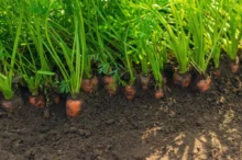 Také vyhazujete mrkvovou nať? Děláte chybu!