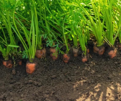 Také vyhazujete mrkvovou nať? Děláte chybu!