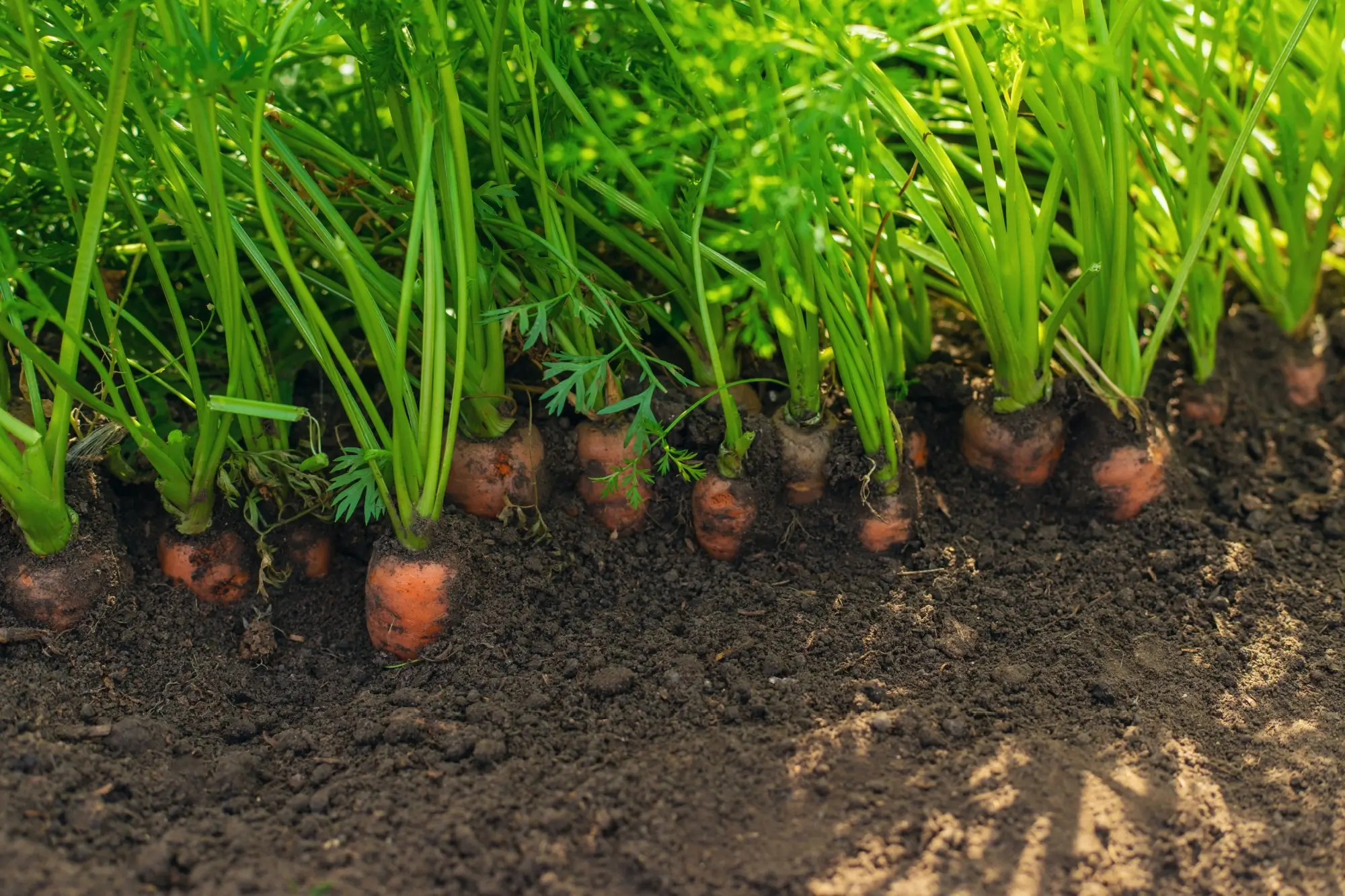 Také vyhazujete mrkvovou nať? Děláte chybu!