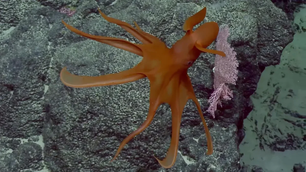 Octopus v Mariánském příkopu