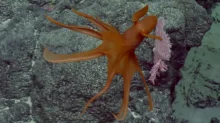 Octopus v Mariánském příkopu