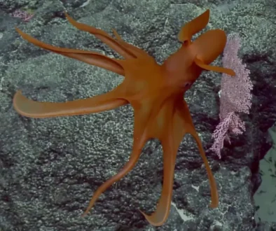 Octopus v Mariánském příkopu