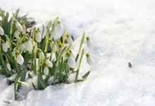 Sněženky v odtávajícím sněhu
