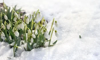 Sněženky v odtávajícím sněhu