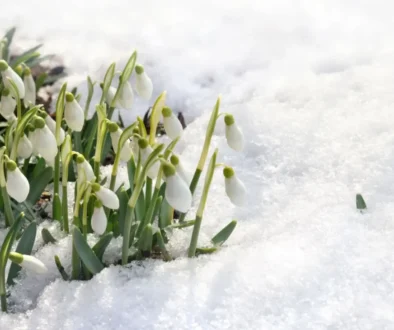Sněženky v odtávajícím sněhu