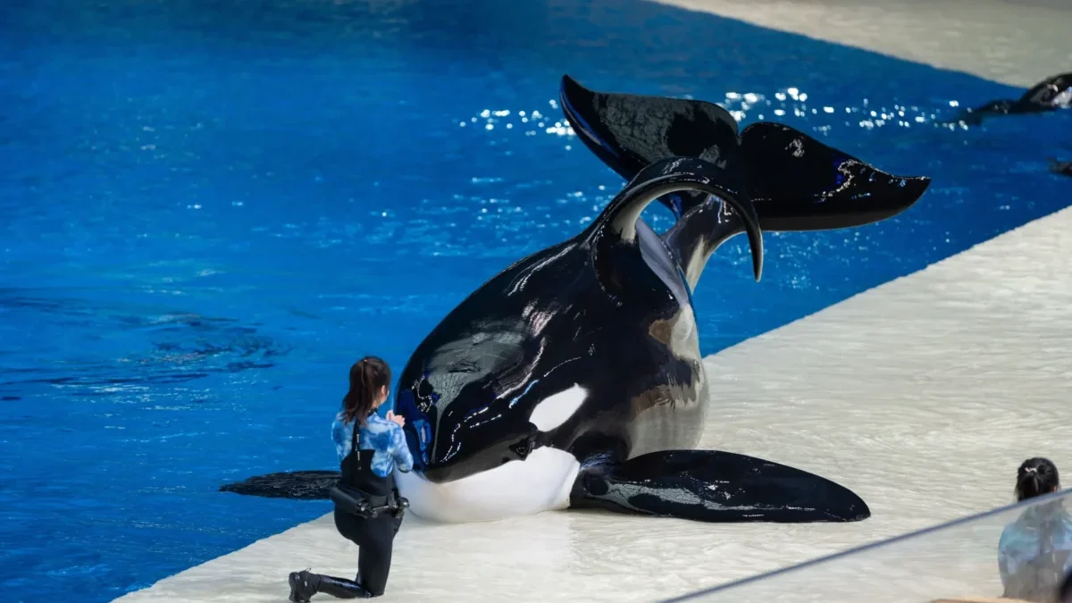 Kosatka se zahnutou ploutví