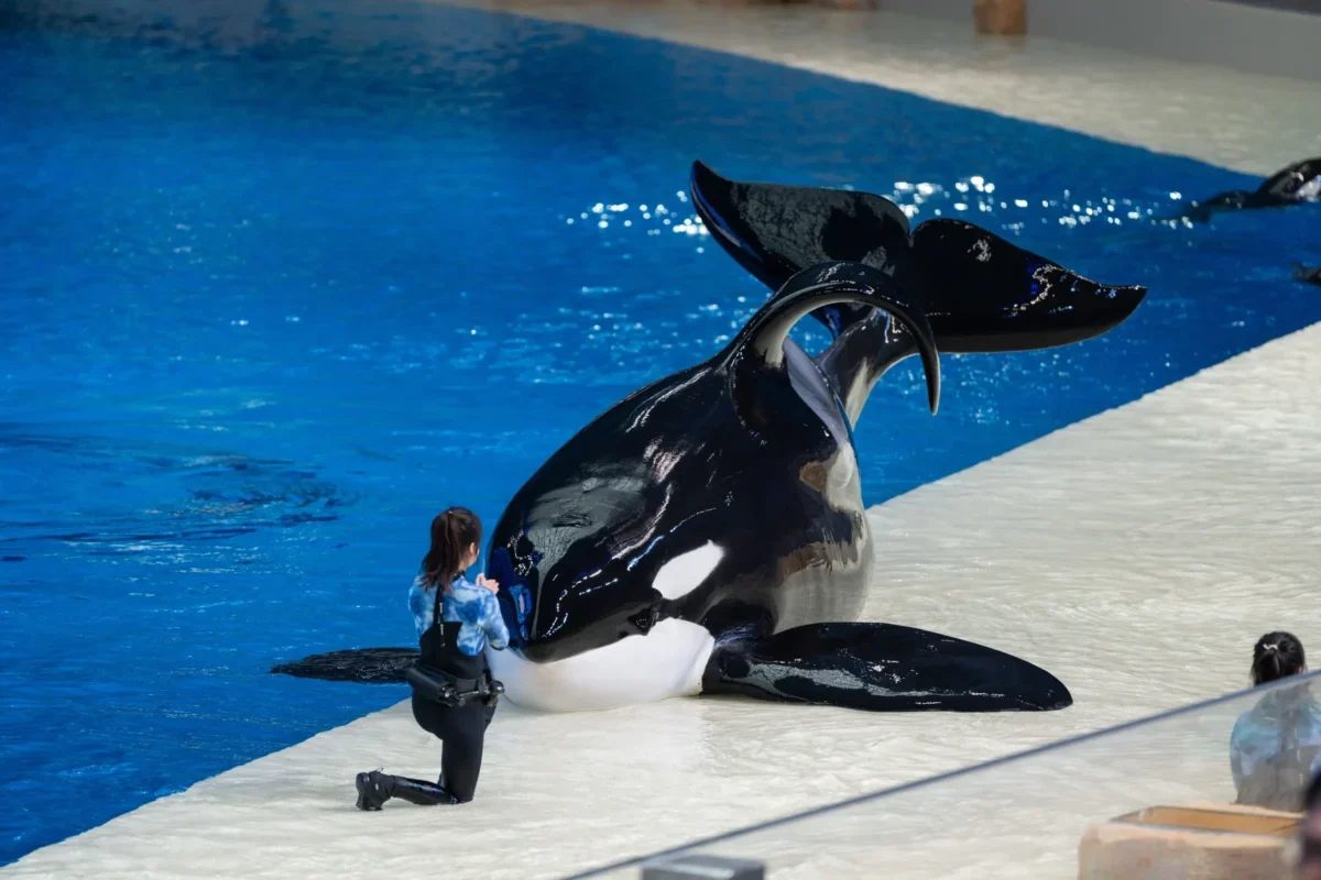 Kosatka se zahnutou ploutví