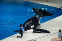 Kosatka se zahnutou ploutví