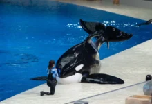 Kosatka se zahnutou ploutví