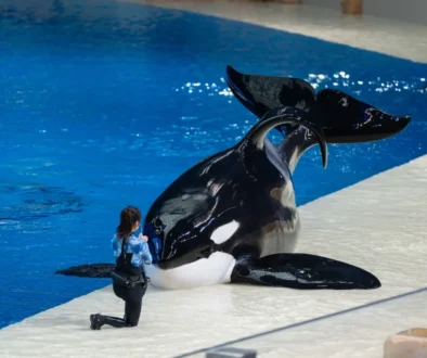 Kosatka se zahnutou ploutví