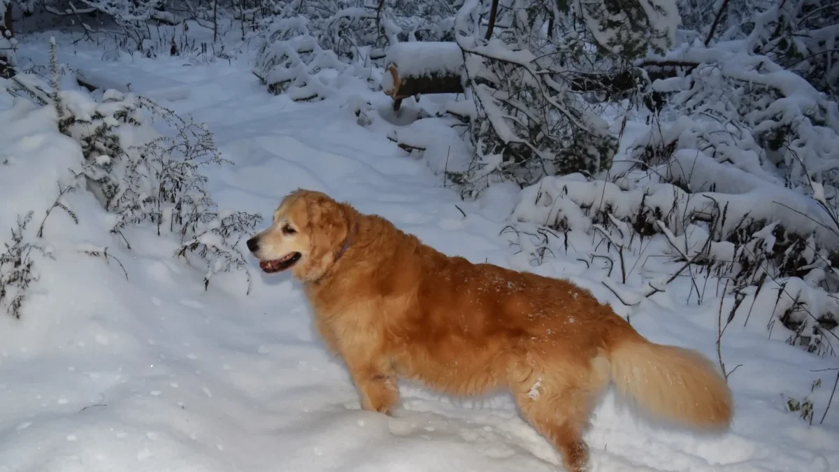 Pejsek stojí ve sněhu.