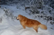 Pejsek stojí ve sněhu.