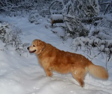 Pejsek stojí ve sněhu.