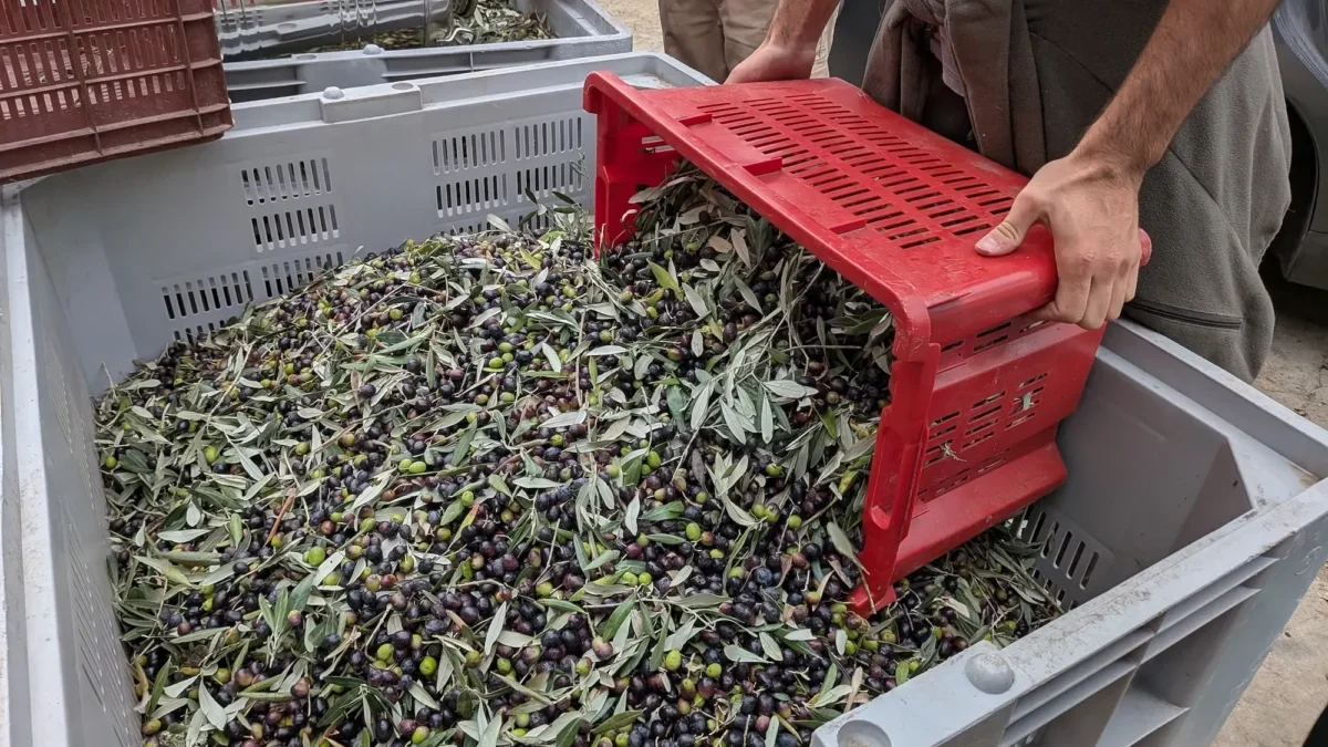 olivy připravené na zpracování