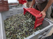 olivy připravené na zpracování