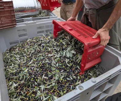 olivy připravené na zpracování