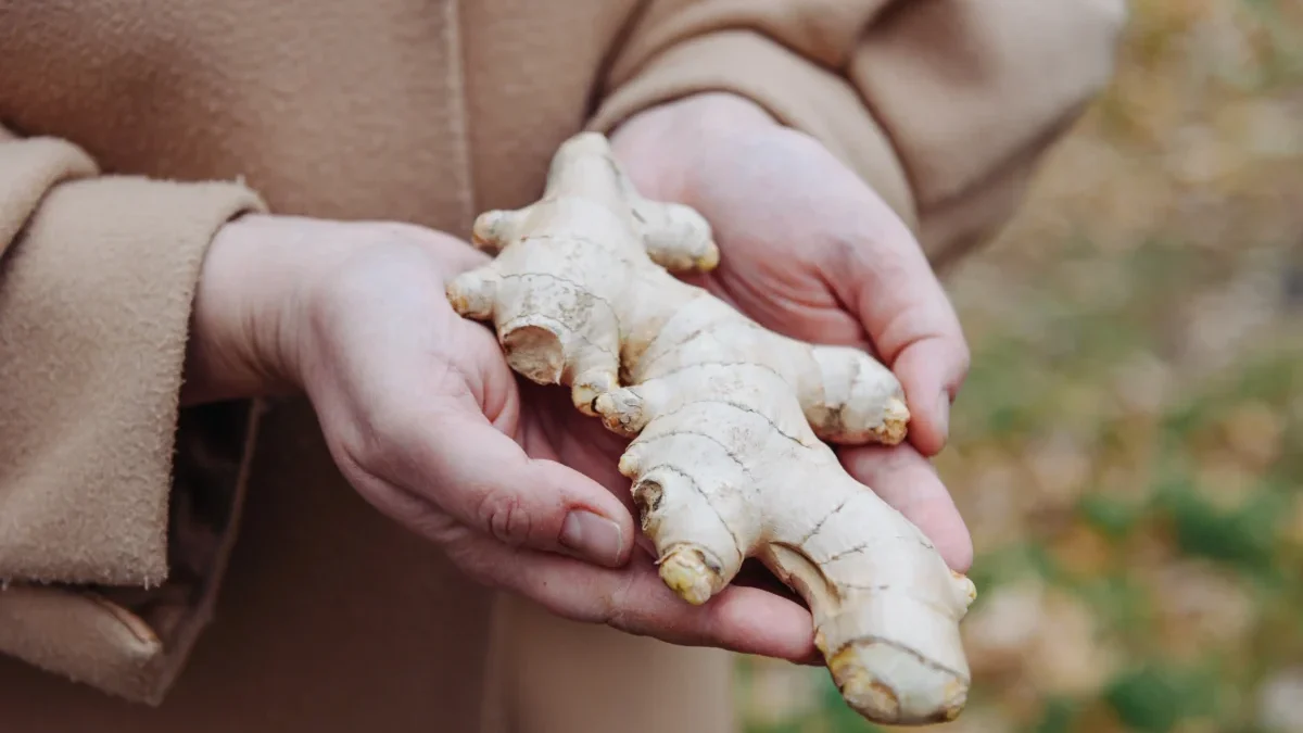 Žena drží v ruce zázvor.