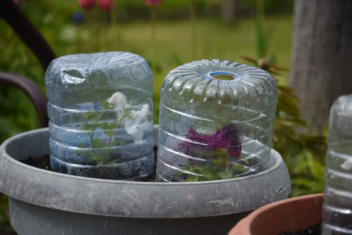 shutterstock_2586662697-2 | TVGURU.cz Květiny schované před mrazem