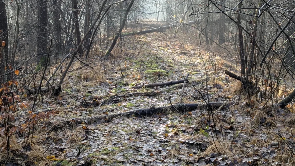 Zmrzlá cesta v lese