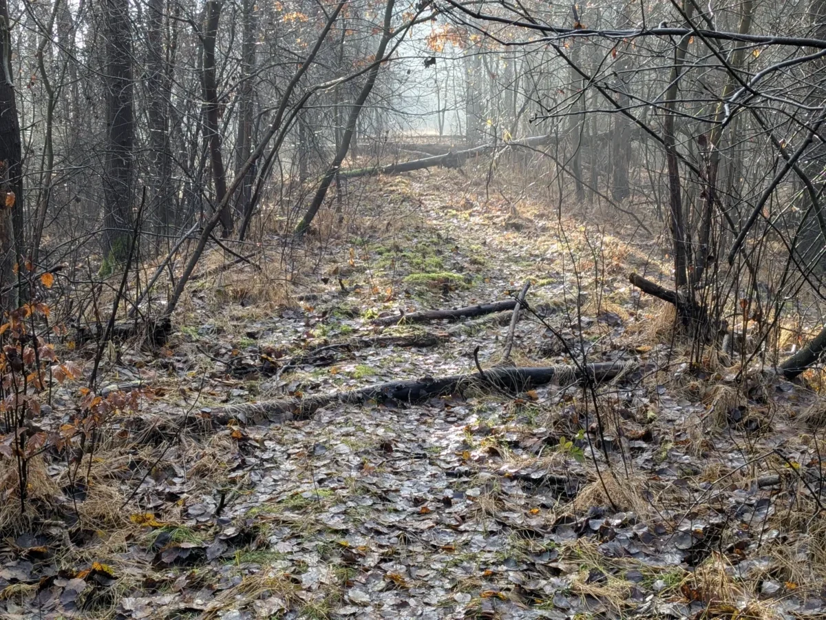 Zmrzlá cesta v lese