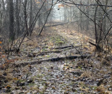 Zmrzlá cesta v lese