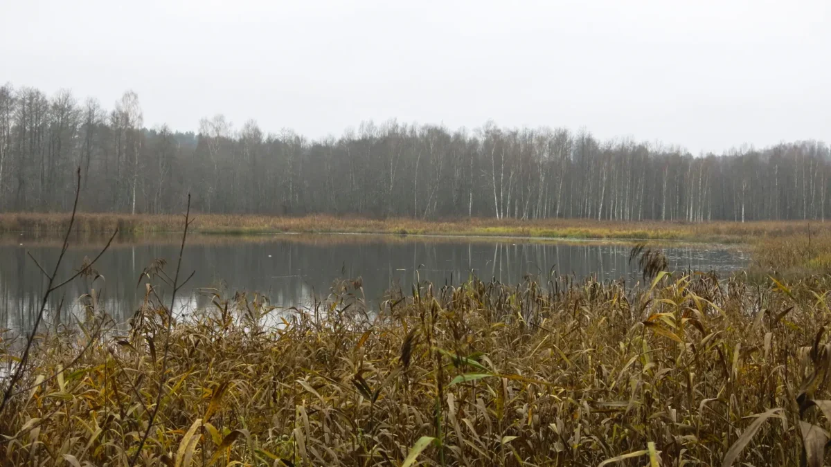Kolem rybníku je rákos.