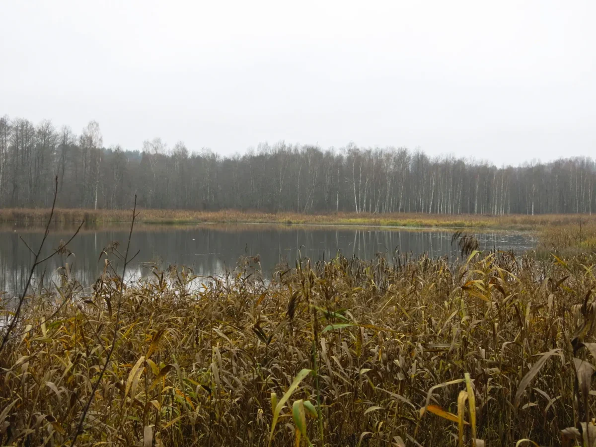 Kolem rybníku je rákos.