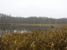 Kolem rybníku je rákos.