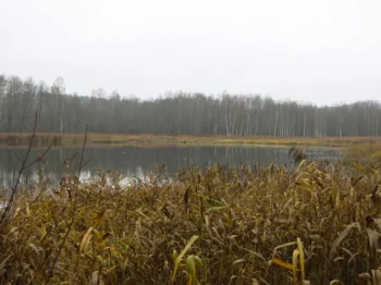 Kolem rybníku je rákos.