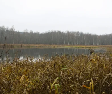 Kolem rybníku je rákos.