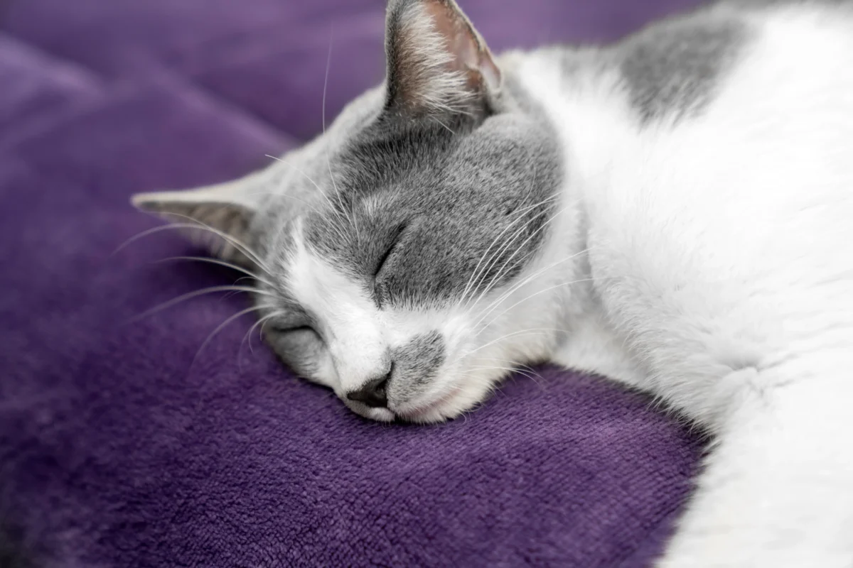 Kočka spí.