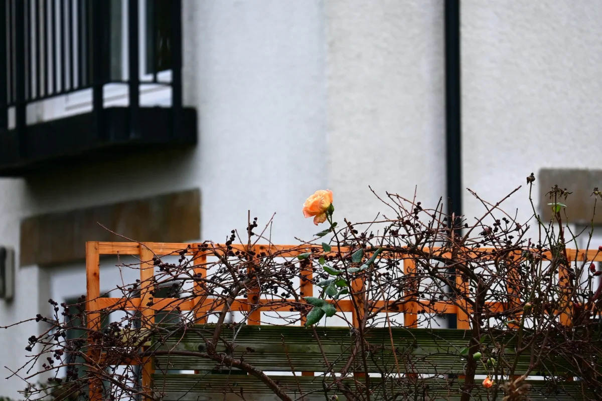 růže | TVGURU.cz osamocená růže v zahradě