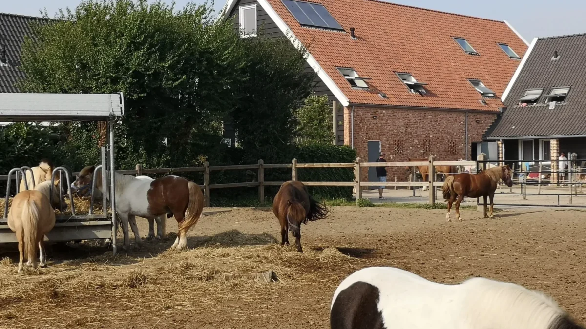 farma s koněma na venkově