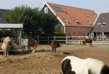 farma s koněma na venkově