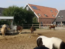 farma s koněma na venkově