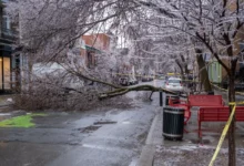 Přes silnici je spadlý omrzlý strom.