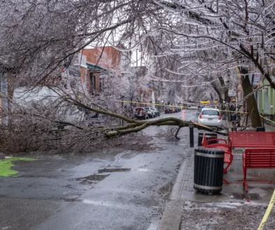 Přes silnici je spadlý omrzlý strom.