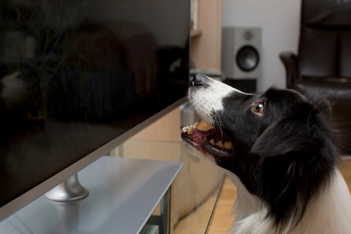 Pejsek civí na televizi. 