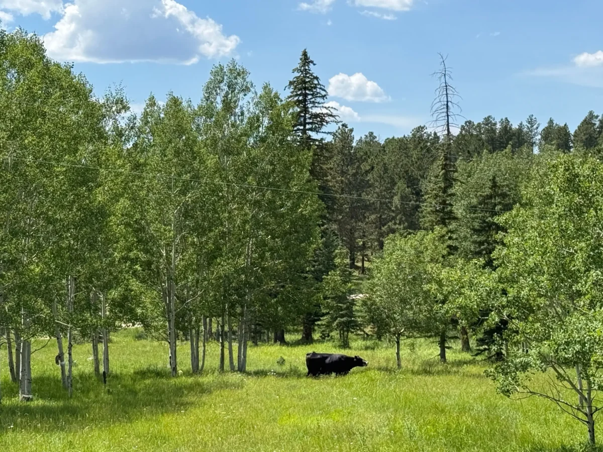 kráva pasoucí se na pastvě